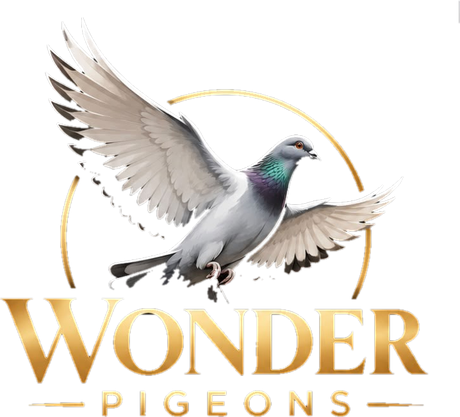 wonderpigeontr.com